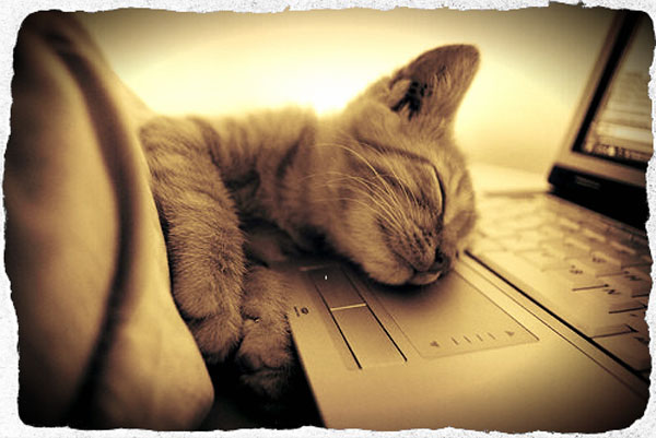 gatinho