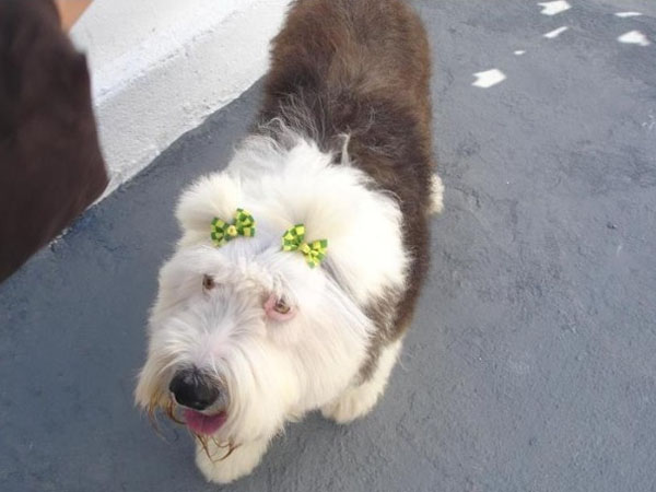 cachorrinha